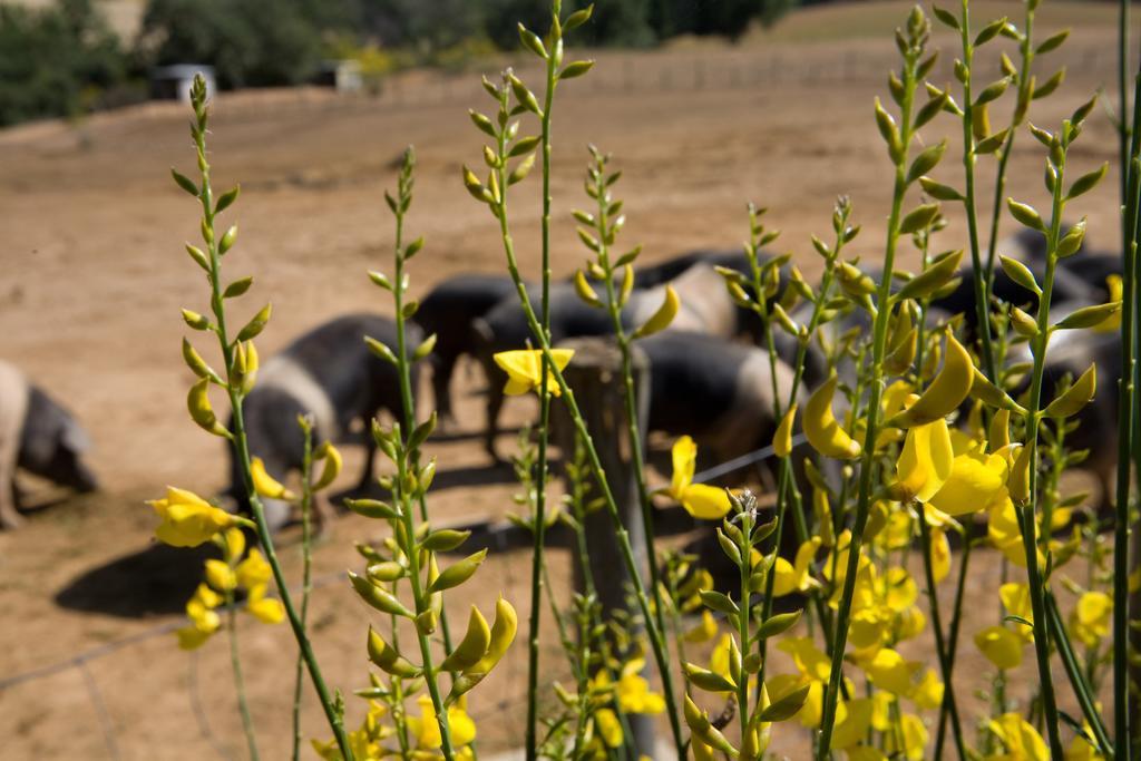 Agriturismo Boschetto Di Montiano Montiano  Ngoại thất bức ảnh